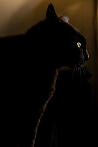 black cat thumbnail