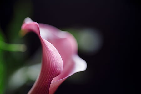selective focus photo of pink calla lily thumbnail