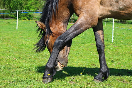 brown and black horse eating grass thumbnail