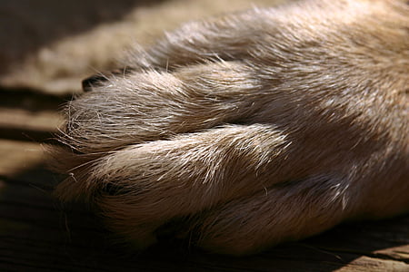 dog paw, paw, fur, foot, dog, pet thumbnail