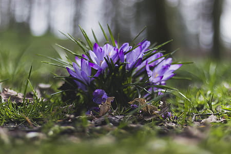 Selective Focus Photography of Purple Flowers Near Grass thumbnail