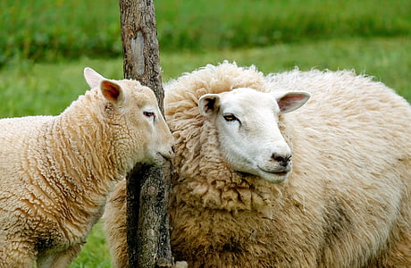 two brown sheeps near on the pole thumbnail