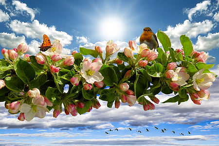 pink and white cherry blossom flowers thumbnail
