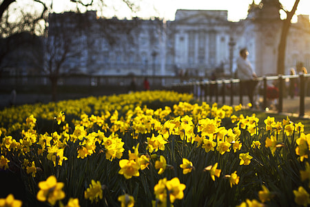 bed of yellow flowers near concrete building thumbnail