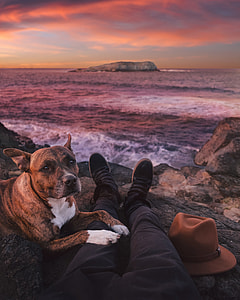 shallow focus photography of brindle boxer dog on seashore thumbnail