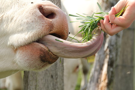 white animal about to eat grass during daytime thumbnail