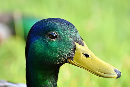 mallard duck thumbnail
