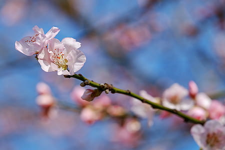 selective focus photography of white flower tree thumbnail