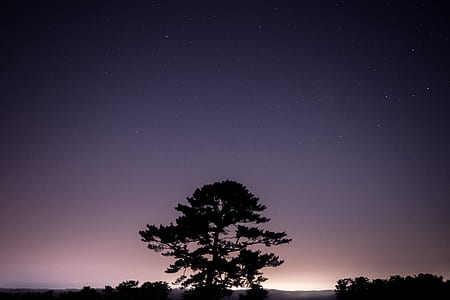 silhouette photo of tree thumbnail