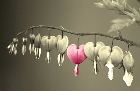 selective color photography of pink flower thumbnail