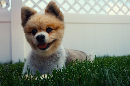 white and tan Pomeranian puppy lying down on grass outdoor thumbnail