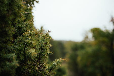 selective focus photography of green pine tree thumbnail