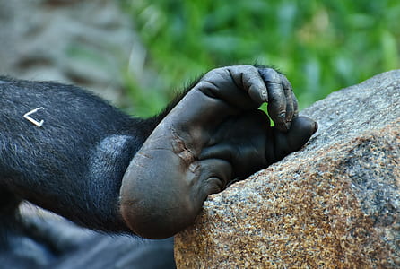 Monkey's arm on brown stone thumbnail