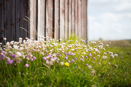 close up photography of white and purple petaled flowers thumbnail