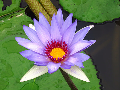 close up photo of purple and white petaled flower on body of water thumbnail