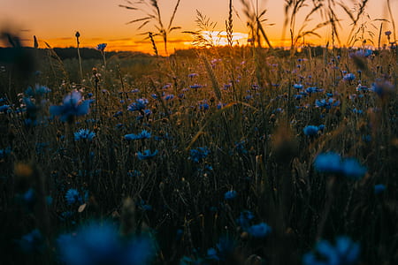 dawn, nature, sunset, field thumbnail