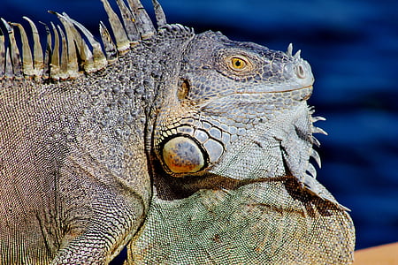 photo of gray reptile thumbnail