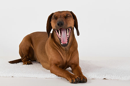 close-up photography of red dachshund thumbnail