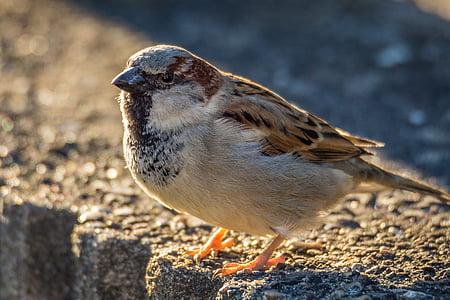 macro photo of gray and brown sparrow bird thumbnail
