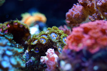 green and pink corals in selective focus photography thumbnail