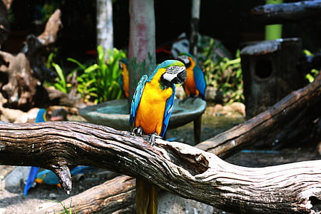 three blue-and-yellow Macaw parrots thumbnail