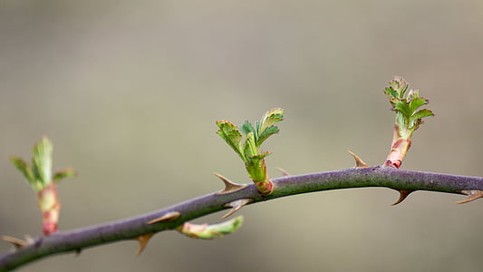 tree branch thumbnail