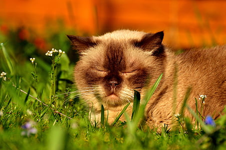 siamese cat thumbnail