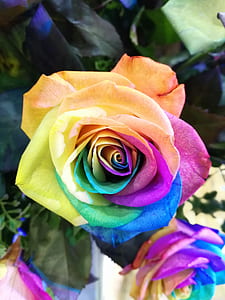 multicolored rose in close-up photography thumbnail