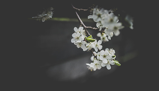 selective focus photography of white petaled flowers thumbnail