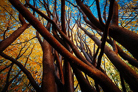 brown trunk trees low-angle photography thumbnail