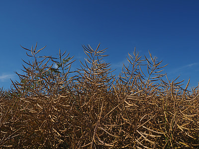 Oilseed Rape, Field Of Rapeseeds thumbnail
