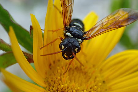 animal, insect, wasp, nature, close, flower thumbnail