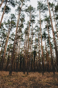 photo of forest during daytime thumbnail