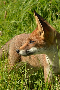 brown fox on grasses thumbnail