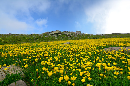 field of yellow petaled flowers under blue sky and white clouds thumbnail