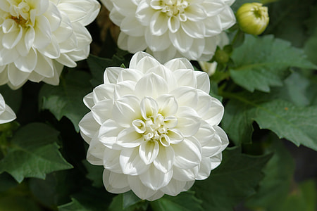 shallow focus photography of white flowers thumbnail