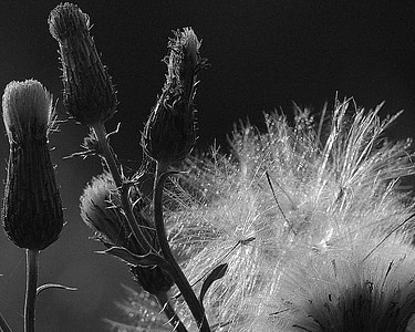 grayscale photography of pasque buds thumbnail