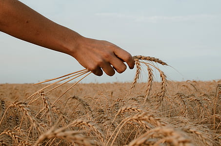 person holding grains thumbnail
