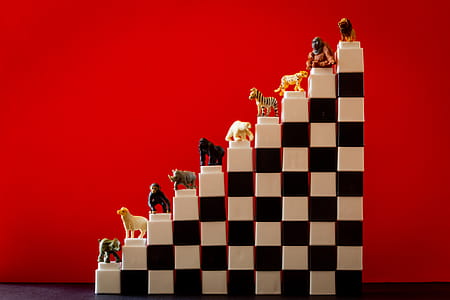 red, animals, zebra, lion thumbnail