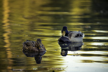 mallard duck on body of water thumbnail