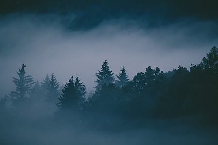 photo of green leafed trees thumbnail