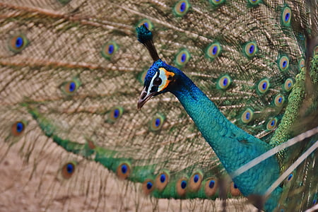blue and green peacock thumbnail