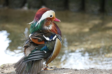 photo of mallard duck near body of water thumbnail