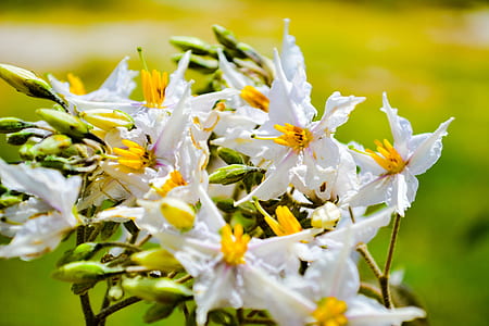 closeup photo of white petaled flowers thumbnail