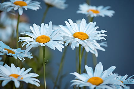 close-up photo of white daisies thumbnail