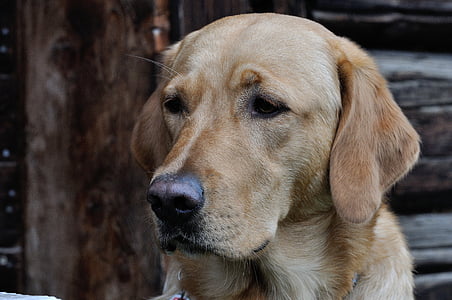 tan Labrador retreiver beside wood log thumbnail
