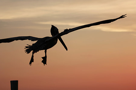 Pelican In Flight, Evening Sky thumbnail