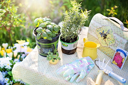 three green leaf plants in pots near gardening tools thumbnail