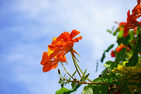 two orange petaled flowers thumbnail