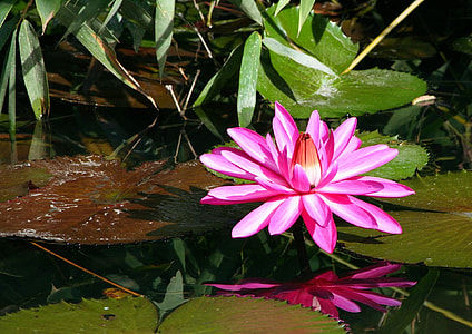 pink lotus in bloom thumbnail